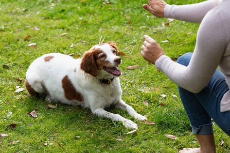 Hund wartet ruhig trotz Ablenkung – Impulskontrolle im Hundetraining