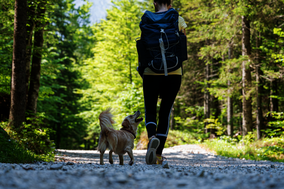 Mensch und Hund gehen gemeinsam spazieren, der Hund orientiert sich am Menschen