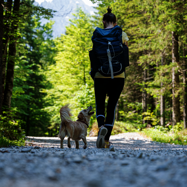 Mensch und Hund gehen gemeinsam spazieren, der Hund orientiert sich am Menschen