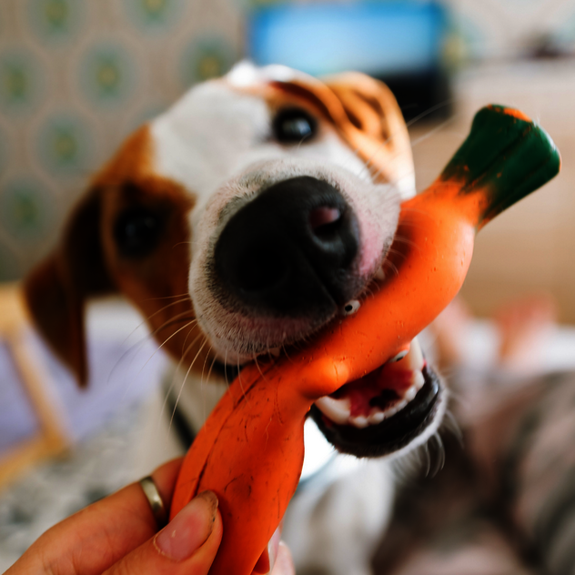 Beschäftigungskurse Hund Leipzig – Tricktraining, Mantrailing, Fährtentraining