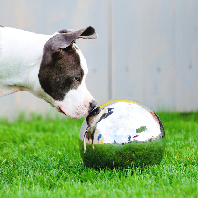 Ein weißer Hund mit braunen Flecken schüffelt an einer silbernen Kugel.