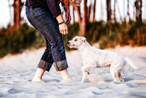 Alter Hund und Mensch am Strand