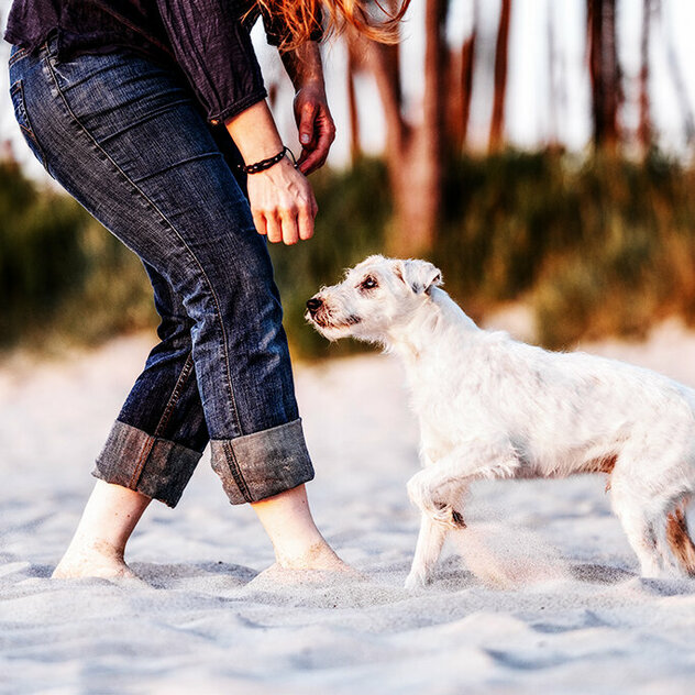 Alter Hund und Mensch am Strand