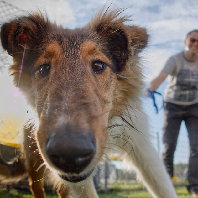 Ein junger Hund kommt auf die Kamera zu.