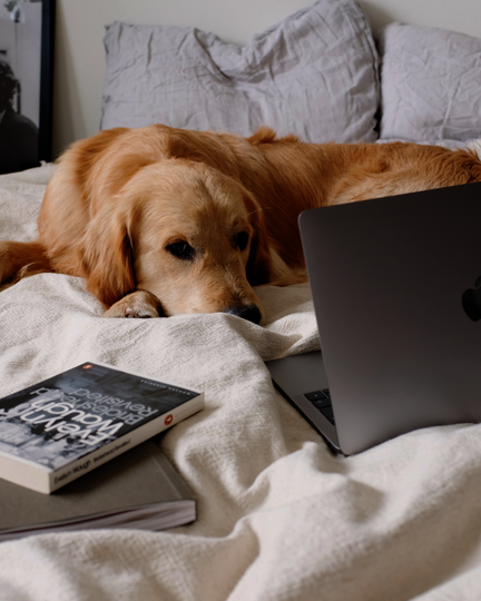 Teilnehmer beobachtet Zoom-Webinar im Online Hundetraining Leipzig