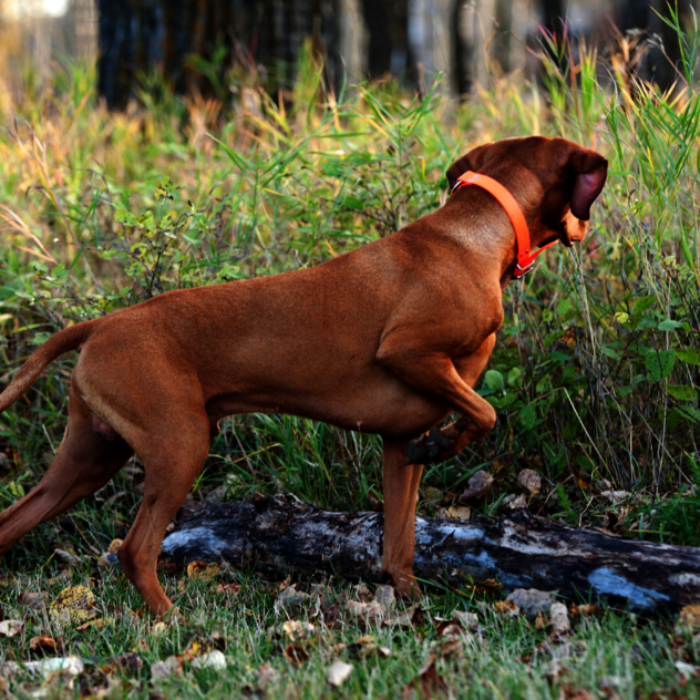 Anti-Jagd-Kurs Leipzig – Hund übt Impulskontrolle