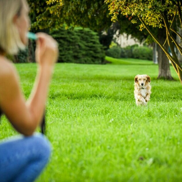 Eine Frau pfeift nach Ihrem Hund in einem Einzeltraining