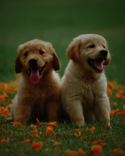 Zwei gelbe Labrador Retriever Welpen mit Stress-Mimik