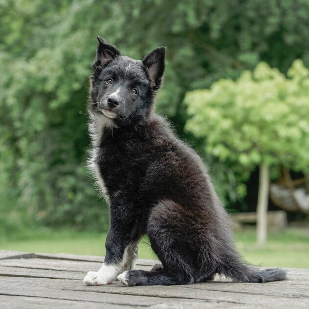 Schwarz weißer Hütehundwelpe