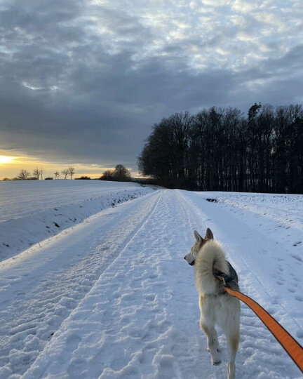 Ein Husky läuft im Zuggeschirr über einen eingeschneiten Weg.