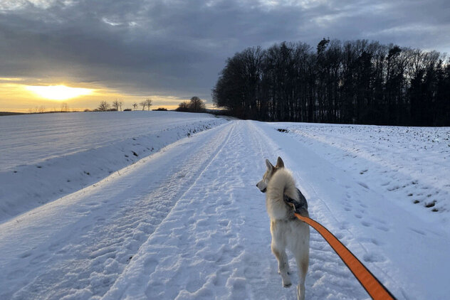 Ein Husky läuft im Zuggeschirr über einen eingeschneiten Weg.