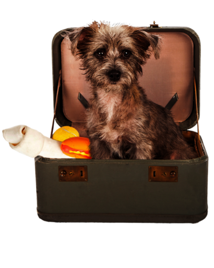 Urlaub mit Hund