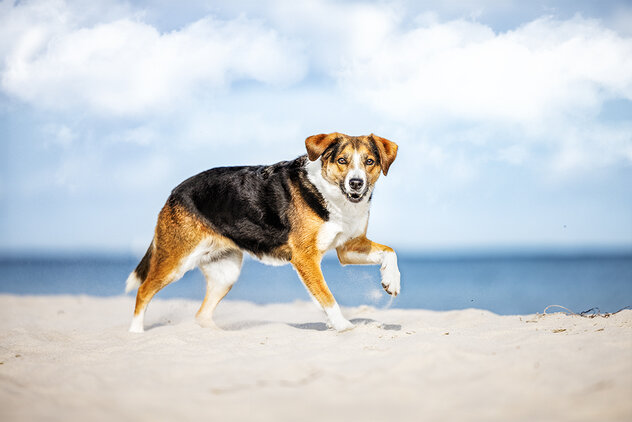 Hundeschule-Rostock-Stralsund-Ruegen.jpg Hund braun weiß am Strand Hundeschule Rostock
