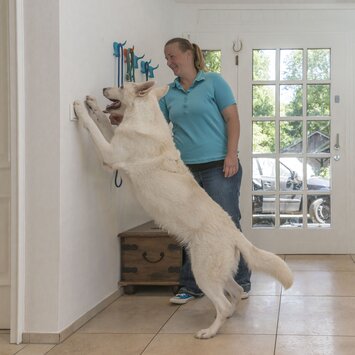 Hund zeigt einen Trick beim Tricktraining