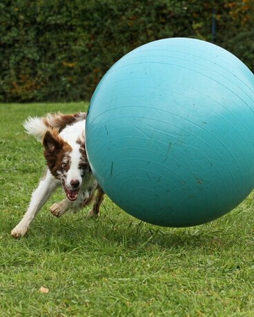 Australian Shepherd treibt den Ball nach vorne.
