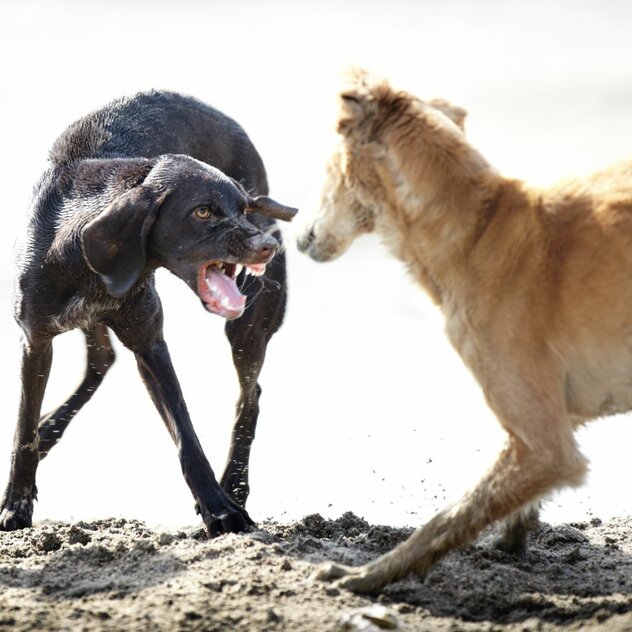 Konflikte lösen - wenn Hunde streiten