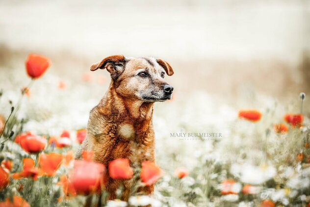 brauner-Hund-im-Mohn.jpg brauner Hund im Mohn