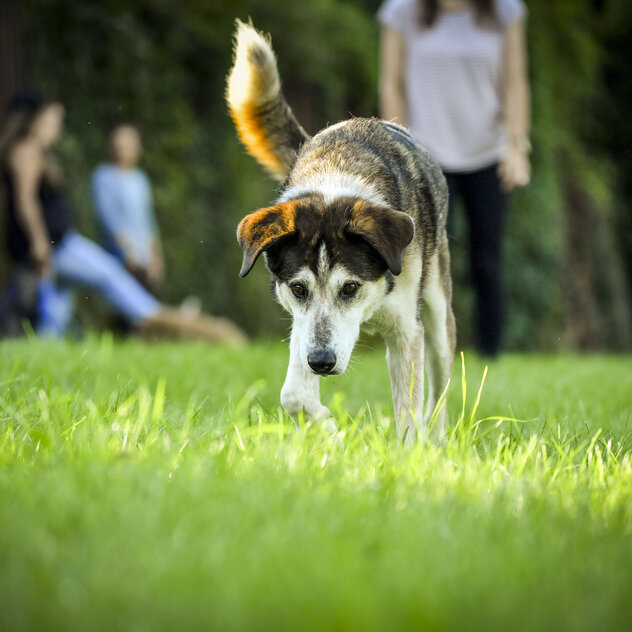 Hund schnüffelt in der Wiese