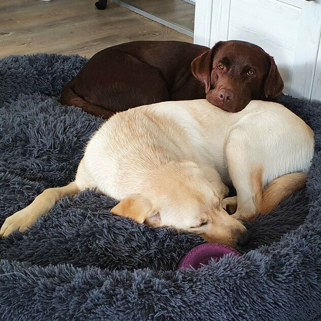 2 Labrador Retriever im Körbchen