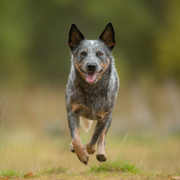 Australian Cattle Dog rennt auf Kamera zu