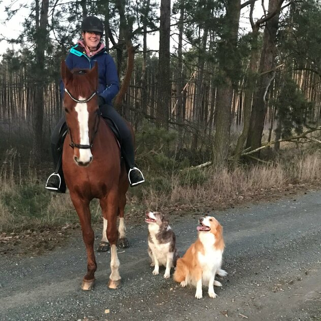 Reiterin mit zwei Border Collies neben Pferd