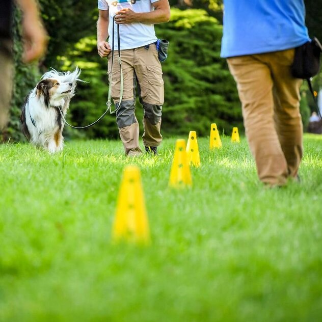 Bei Fuß Übung mit einem Hund in einem Gruppentraining