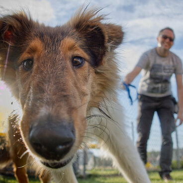 Ein junger Hund kommt auf die Kamera zu.