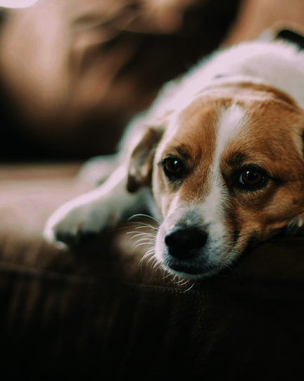 Hund liegt auf Sofa