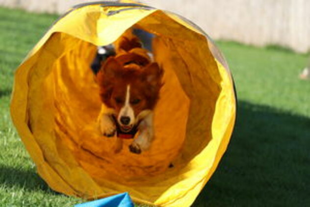 Ayliena im Agility Tunnel