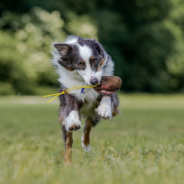 Australian Shepherd mit Dummy 