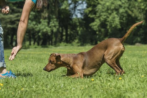 Tricktraining für Hunde in Erding & Ebersberg