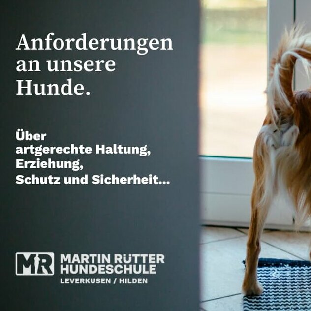 Wachsamer Hund steht angespannt vor der Haustür mit Blick nach draußen.