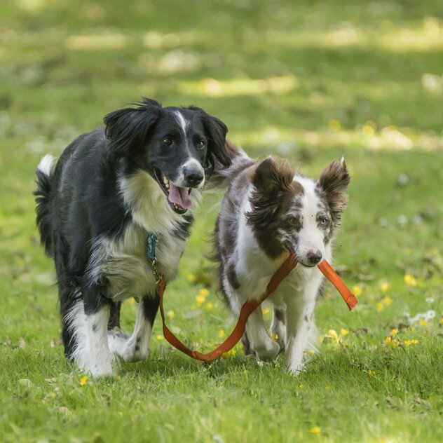 Australian Shepherd führt schwarz weißen Hund an der Leine im Maul spazieren.