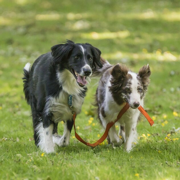 Australian Shepherd führt schwarz weißen Hund an der Leine im Maul spazieren.