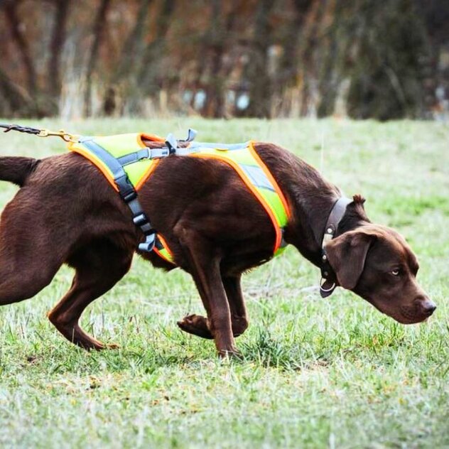 Brauner Labrador beim Mantrailing