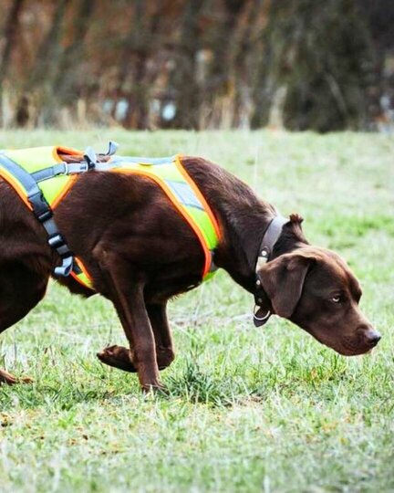 Mantrailing als Freizeitbeschäftigung Brauner Labrador beim Mantrailing