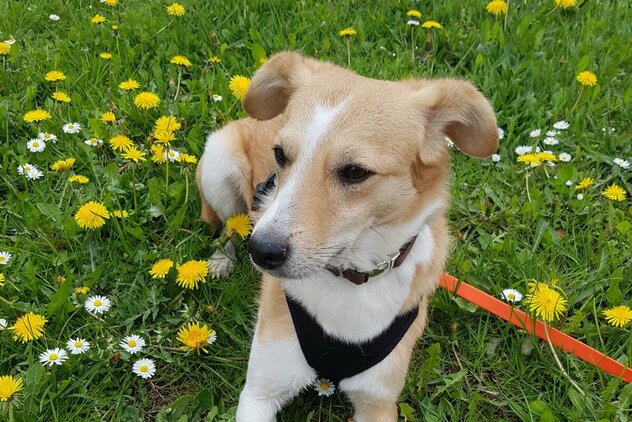Braun weißer Hund mit Geschirr auf der Wiese
