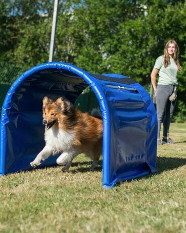 Sheltie Jora durchläuft selbstständig den Tunnel, während Frauchen an der Ausgangsposition stehen bleibt.