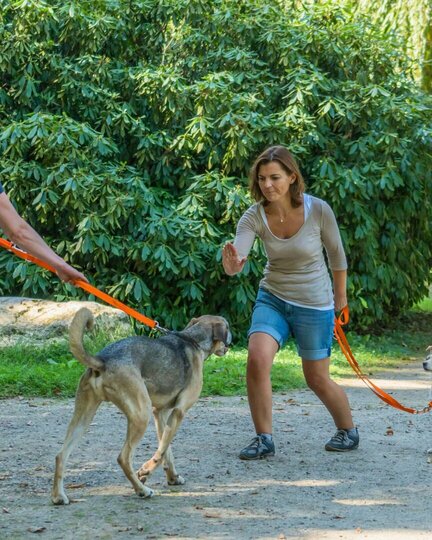 Unerwünschte Hundebegegnungen abwehren