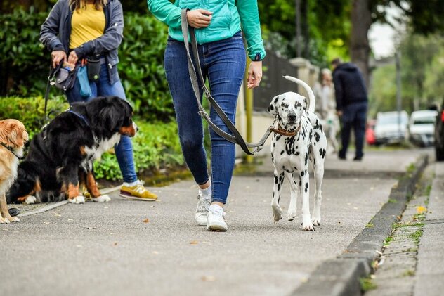 Training in der Hundeschule Dresden. Dalmatiner übt an der Leine Fuß zu laufen