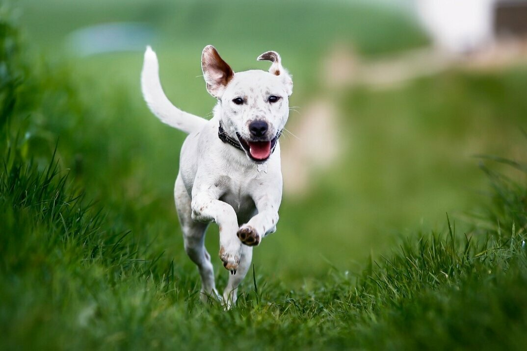 Hund rennt auf Betrachter zu