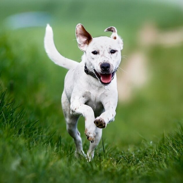 Hund rennt auf Betrachter zu
