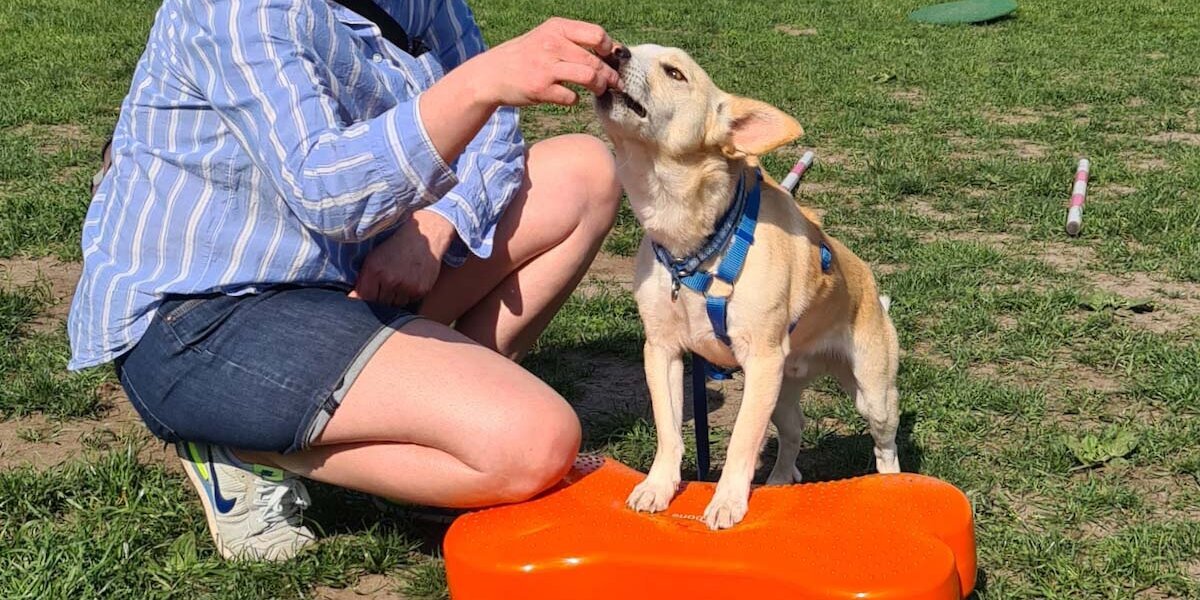 Mobility: Eine Frau lockt einen kleinen Hund auf ein Noppenkissen.