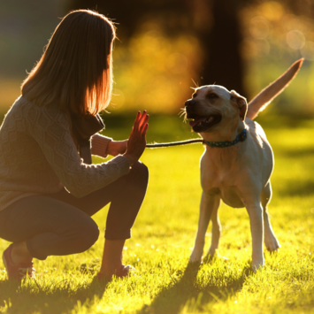 Hund orientiert sich am Menschen – Training Grundsignale und Impulskontrolle