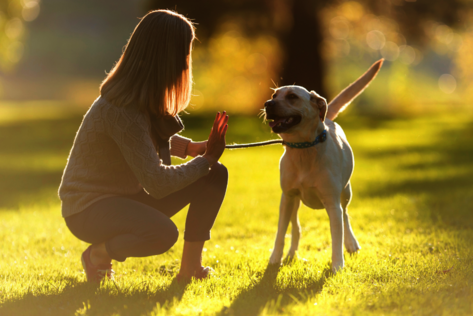 Themenstunde Impulskontrolle – Hundeschule Erding & Ebersberg beim Bleib-Training