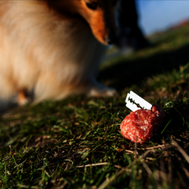 Hund auf Wiese mit Giftköder