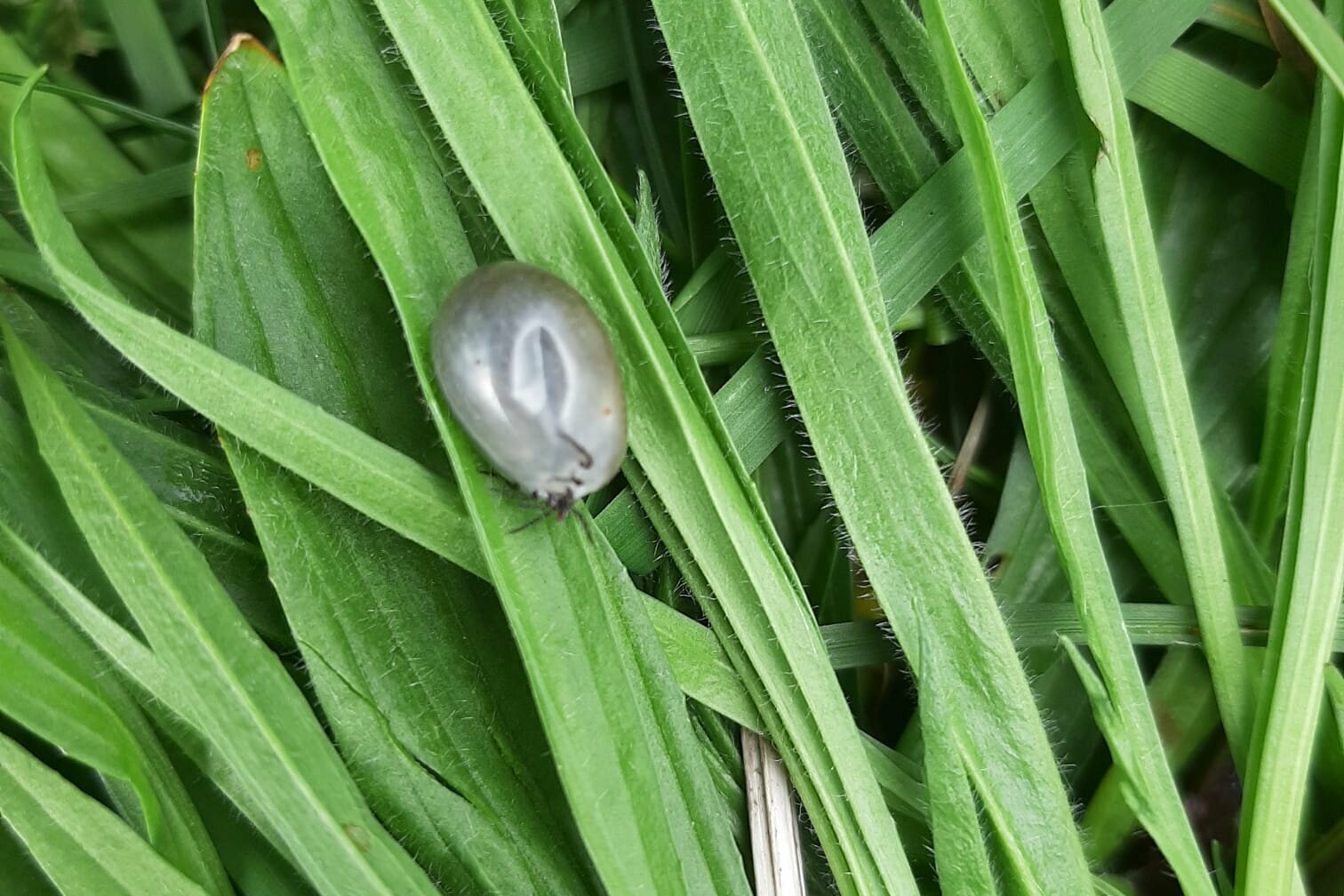 hund_zecke_gras_jpg Zecke im Gras