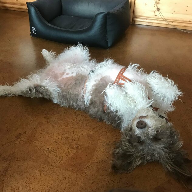 wuscheliger Hund liegt auf Rücken