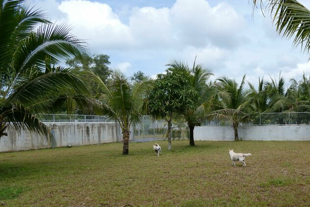 Hunde im Auslauf Soi Dog