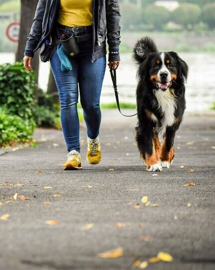 Hund leinenführig